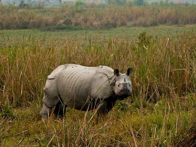 NORTH EAST PACKAGE KAZIRANGA 